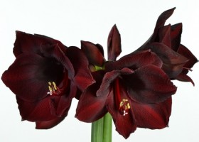 hippeastrum Royal Velvet (1)